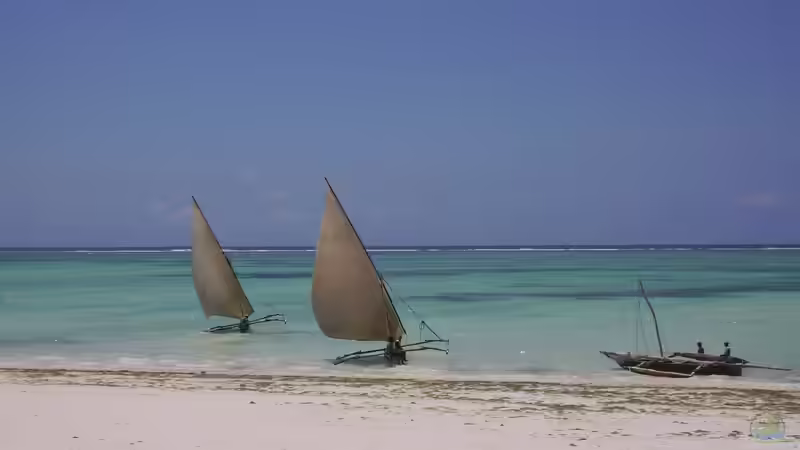 Tansania und den Osten Afrikas ins Aquarium holen