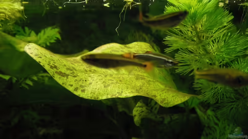 Tanychtys albonubes & Pseudomugil gertrudae von schwefelfell (10)