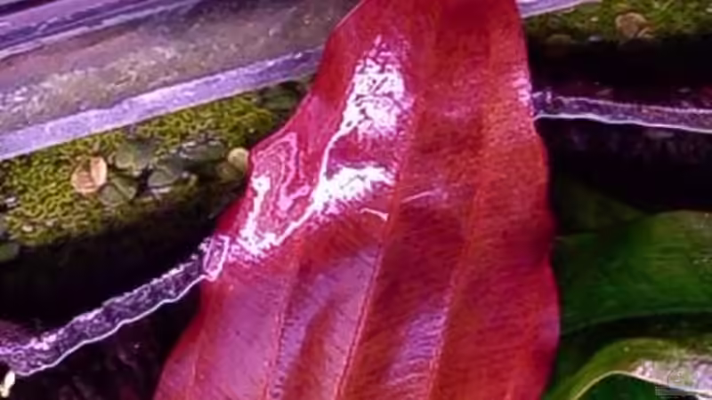 tanzende feuerfeder von rattenfreak (14)