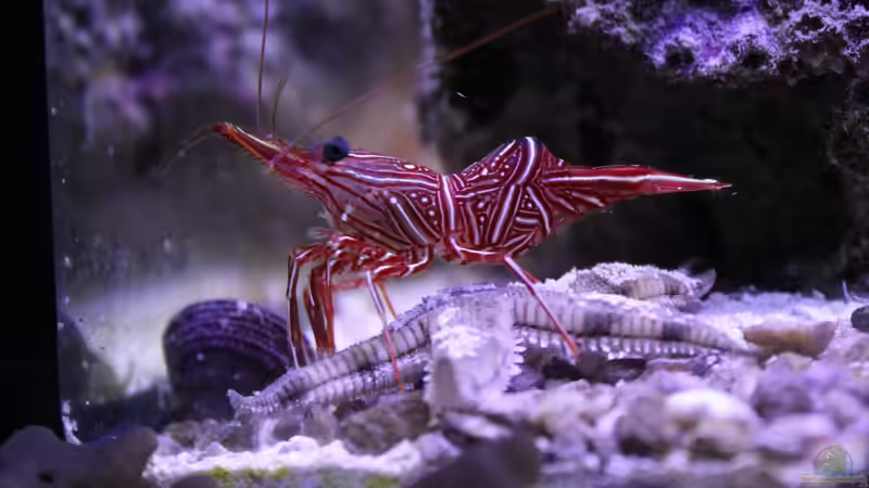 Tanzgarnele von die Perle... (35)