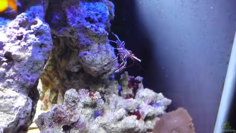 Tanzgarnelen von Red ( Jürgen ) (25)