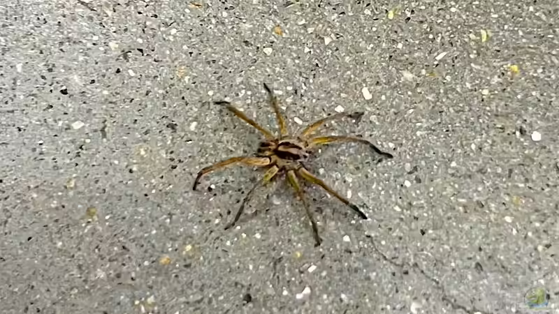 Tarantel als invasive Art in Mitteleuropa - Unwahrscheinlich oder reale Bedrohung?