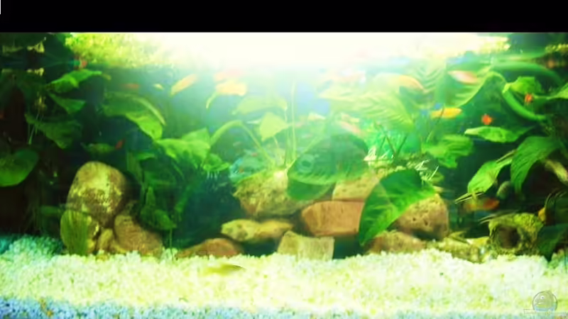 Tarlis neues Aquarium von Tarli (1)