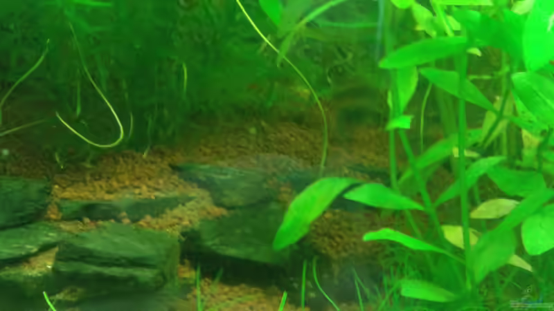 Tarnen und Täuschen von Deoroller (54)