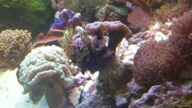 Tarnkünstler von Bluewater (28)