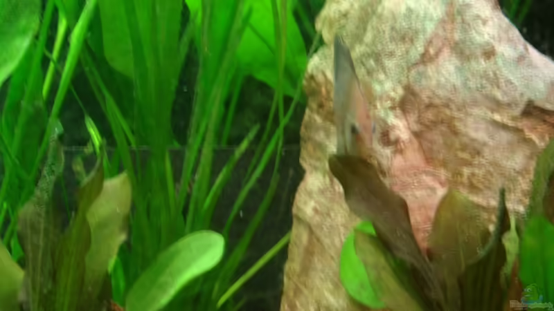 Tarnung ist alles!!! von Mirtscho (24)