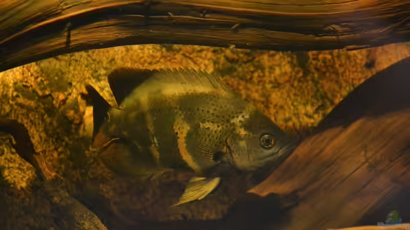 Tarnung zwischen den Wurzeln. von GGuardiaNN (91)