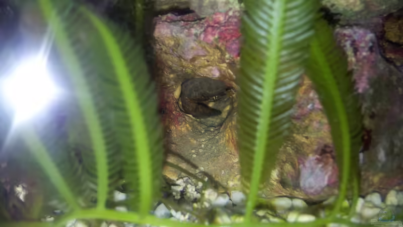 Taschenkrebs von Peter Tippmar (43)