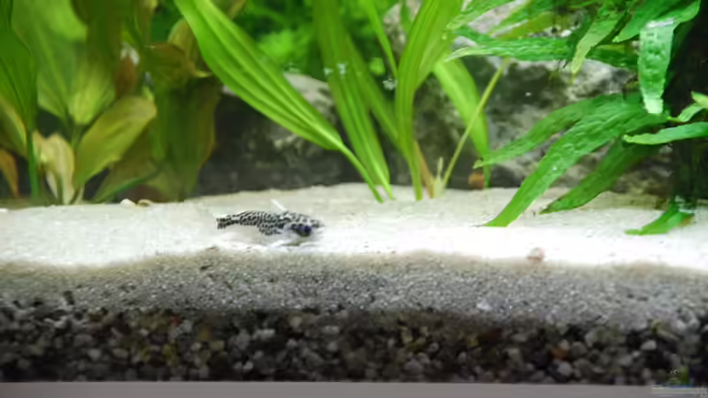 Tatia Perugia von schmitzkatze (3)