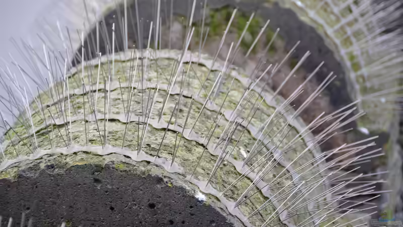 Tauben im Garten: Probleme erkennen und wirksame Maßnahmen ergreifen