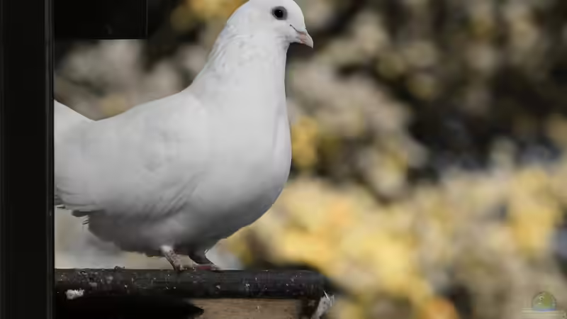 Taubenschlag im Garten - Planung, Bau und Haltung von Gartentauben