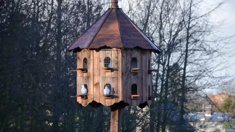Taubenschlag im Garten - Planung, Bau und Haltung von Gartentauben