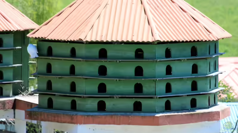 Taubenschlag im Garten - Planung, Bau und Haltung von Gartentauben