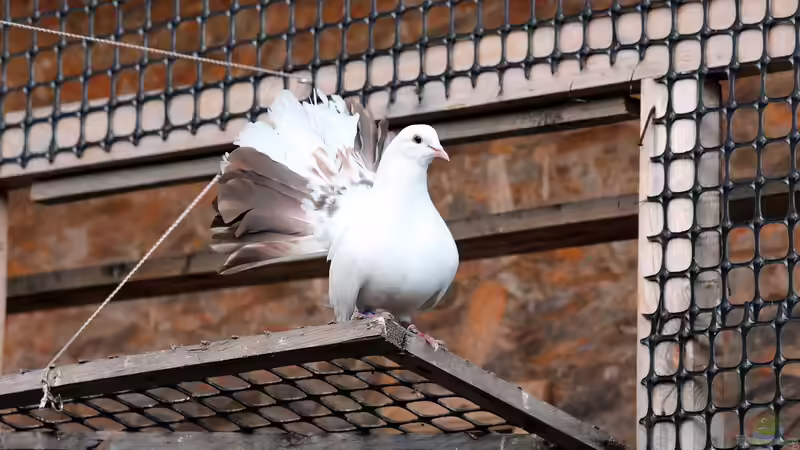 Taubenschlag im Garten - Planung, Bau und Haltung von Gartentauben