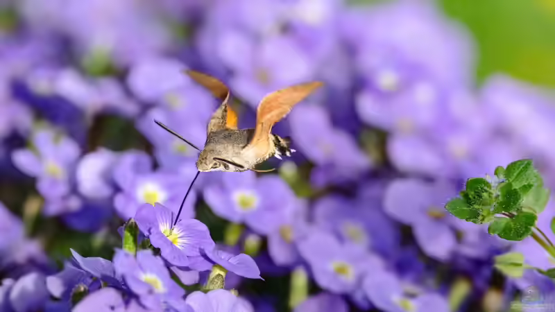 Taubenschwänzchen: Mit diesen Pflanzen lockst du sie in deinen Garten