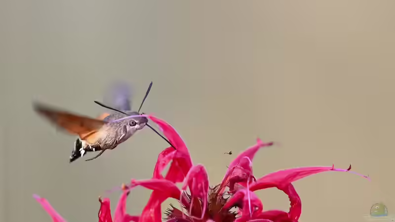 Taubenschwänzchen: Mit diesen Pflanzen lockst du sie in deinen Garten