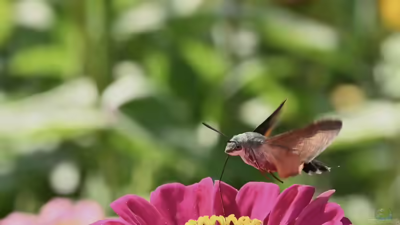 Taubenschwänzchen  oder Kolibri - Wer schwirrt durch den Garten?