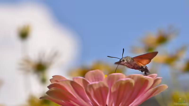 Taubenschwänzchen  oder Kolibri - Wer schwirrt durch den Garten?