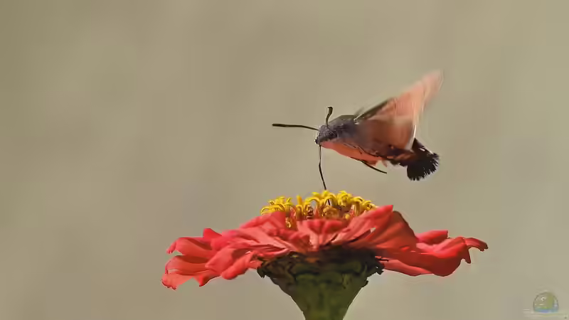 Taubenschwänzchen  oder Kolibri - Wer schwirrt durch den Garten?