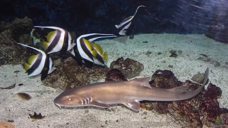 Tauche ein in die Faszination der Meere: Haie im Aquarium – Majestätische Jäger hautnah erleben!
