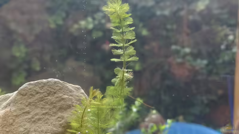 Tausendblatt aus der alten Donau von paris (18)