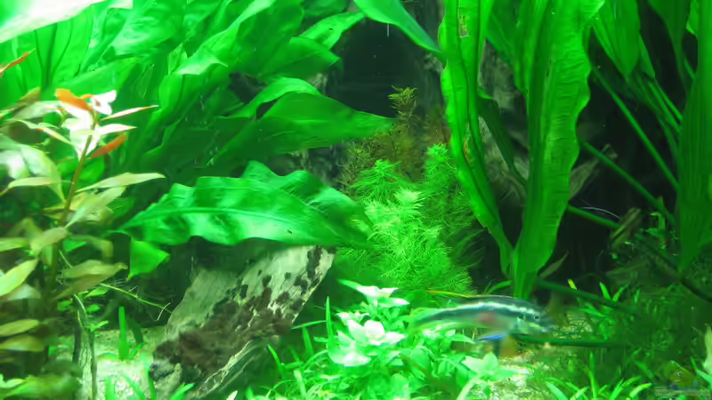 Tausendblatt ist wieder da. War wg. Eisenmangels vor 1 Jahr eingegangen. von Rheinländer (17)