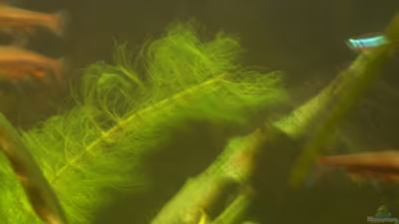 Tausendblatt (My.elan.) von Alexander Goldschmidt (12)