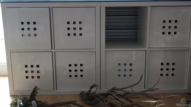 Tawalawurzeln und Pflanzen von DiskusMummy (20)