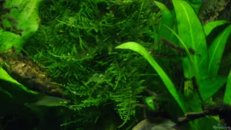 Taxiphyllum alternans von Sabine Stark (14)