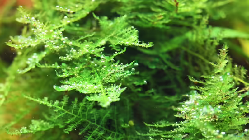 Taxiphyllum barbieri / Javamoos auf Wurzel 14-09-2012 von Dirk F. (24)