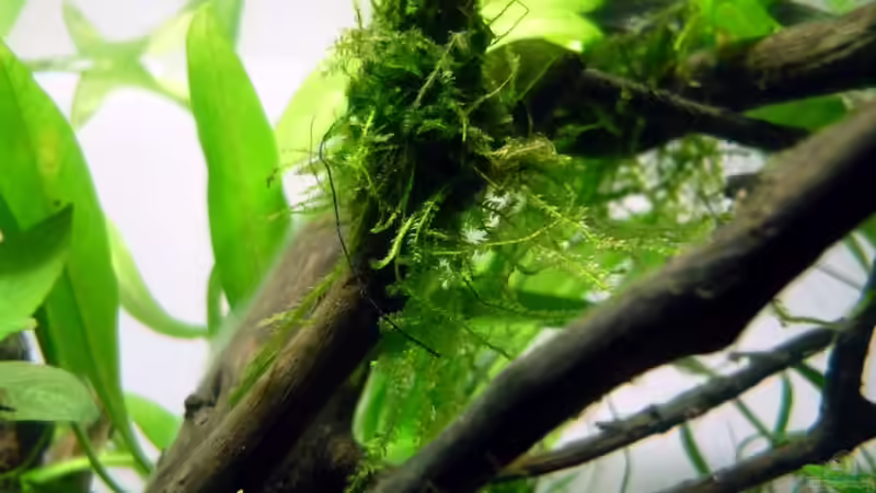 Taxiphyllum barbieri / Javamoos von Chris_R. (18)