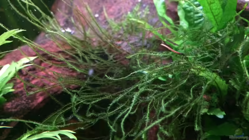 Taxiphyllum barbieri - Javamoos von Harald Kästner (21)