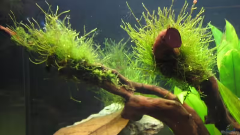 Taxiphyllum barbieri - Javamoos von Marco B. (18)