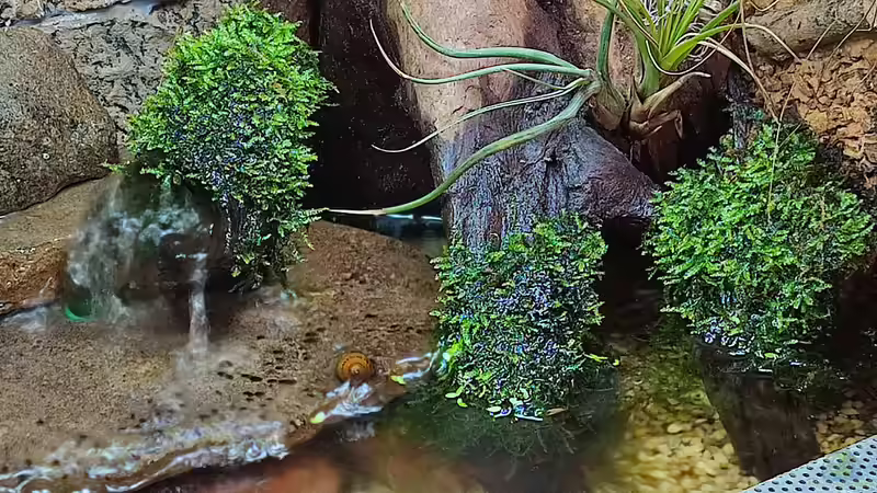 Taxiphyllum barbieri / Javamoos