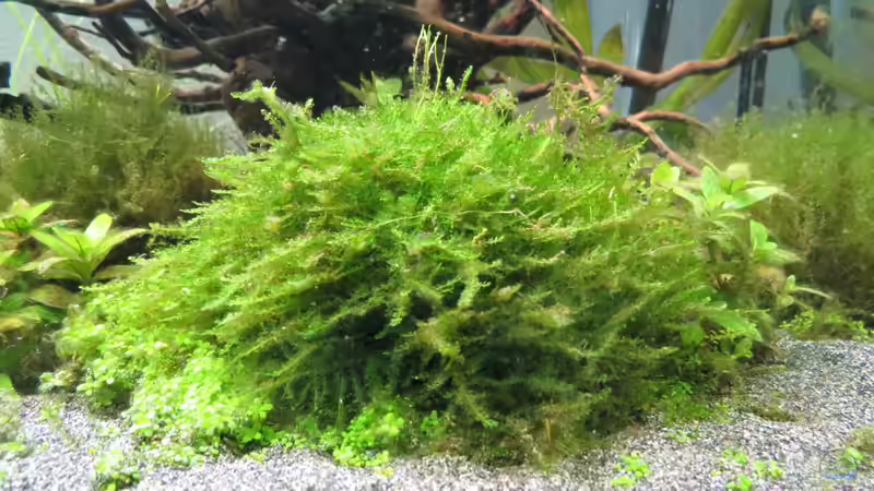 Taxiphyllum barbieri- Moos von Skalarjoe (12)