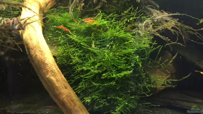 Taxiphyllum barbieri von Danny (4)