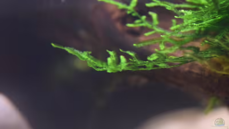 Taxiphyllum barbieri von Junglist (12)