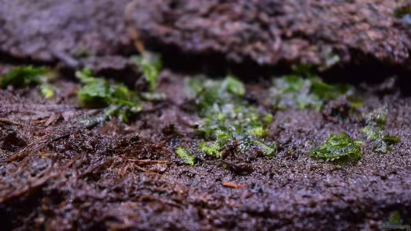 Taxiphyllum barbieri von Junglist (17)