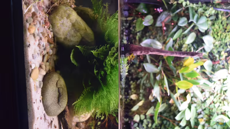 Taxiphyllum barbieri von Junglist (35)