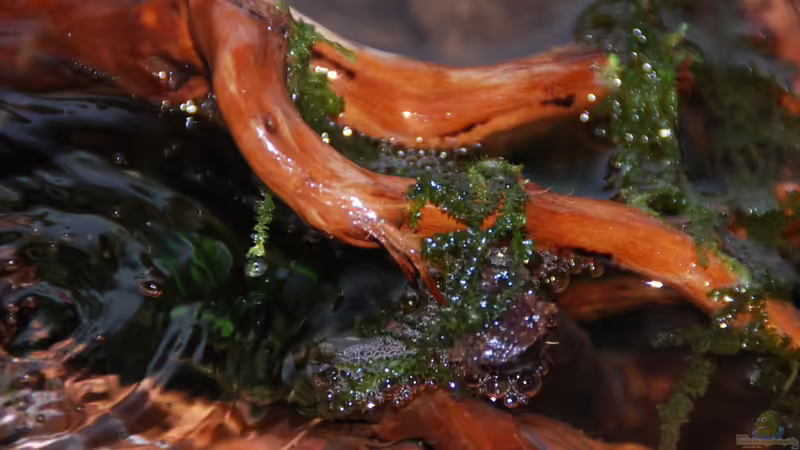 Taxiphyllum barbieri von lomarraco (27)