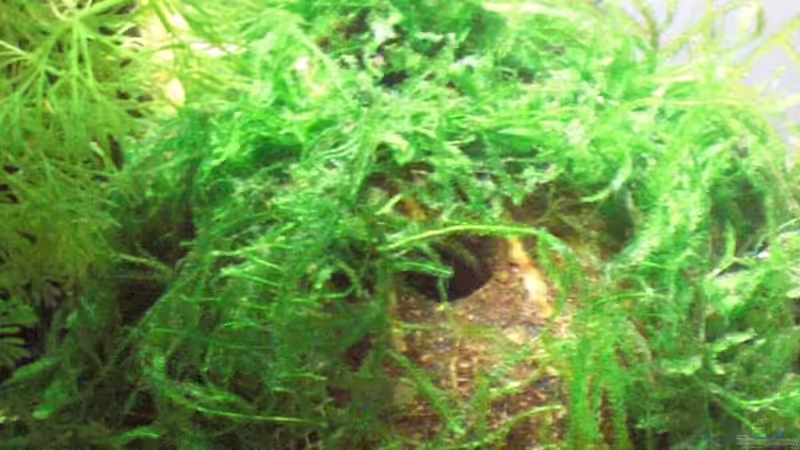 Taxiphyllum barbieri von Malawi TOM (19)