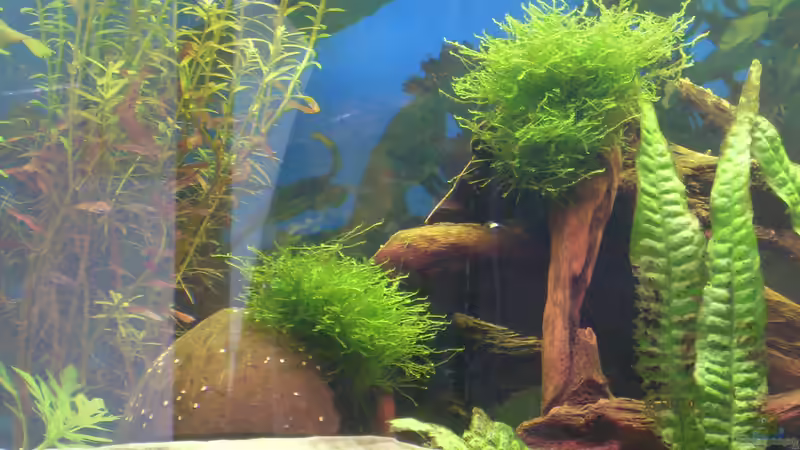 taxiphyllum barbieri von Stefano83 (17)