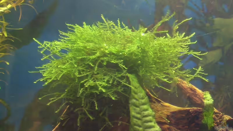 taxiphyllum barbieri von Stefano83 (19)