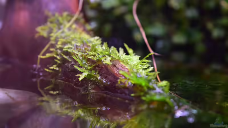 Taxiphyllum flame von Junglist (28)