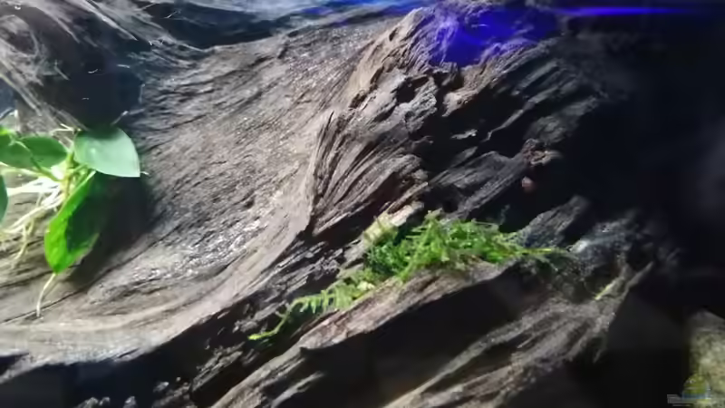 Taxiphyllum sp. von Fichte (4)