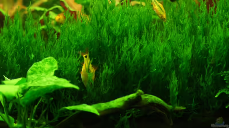 Taxiphyllum spec. flame - Die Barben mögen es, darin nach Futter zu suchen von Danne86 (2)