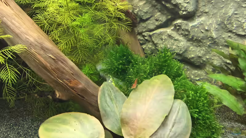 Taxiphyllum ???Spiky??? von Danny (24)