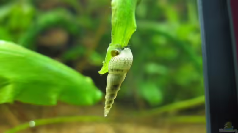 TD von gestresster (Sven) (13)