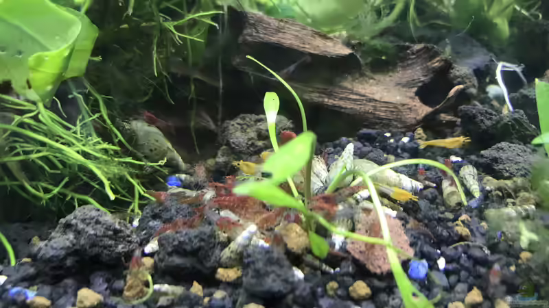 TDS, Neocaridina-Mix, PHS von Günnis Medaka Refugium (22)