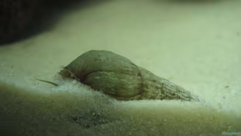 TDS (17.02.09) von Frank Förster (13)